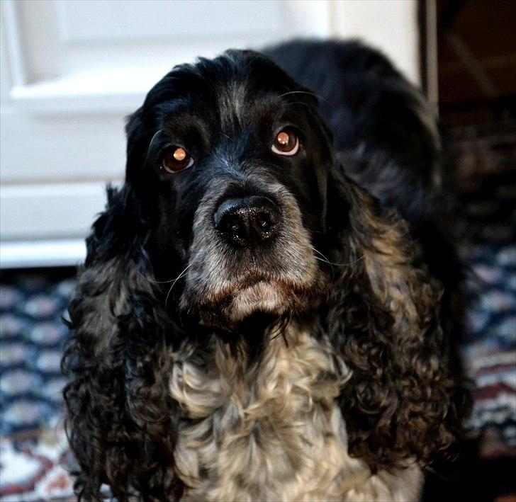 Cocker spaniel Sniffer(Ralph) Kennel barley - Må jeg ikke nok få en godbid :).  billede 11