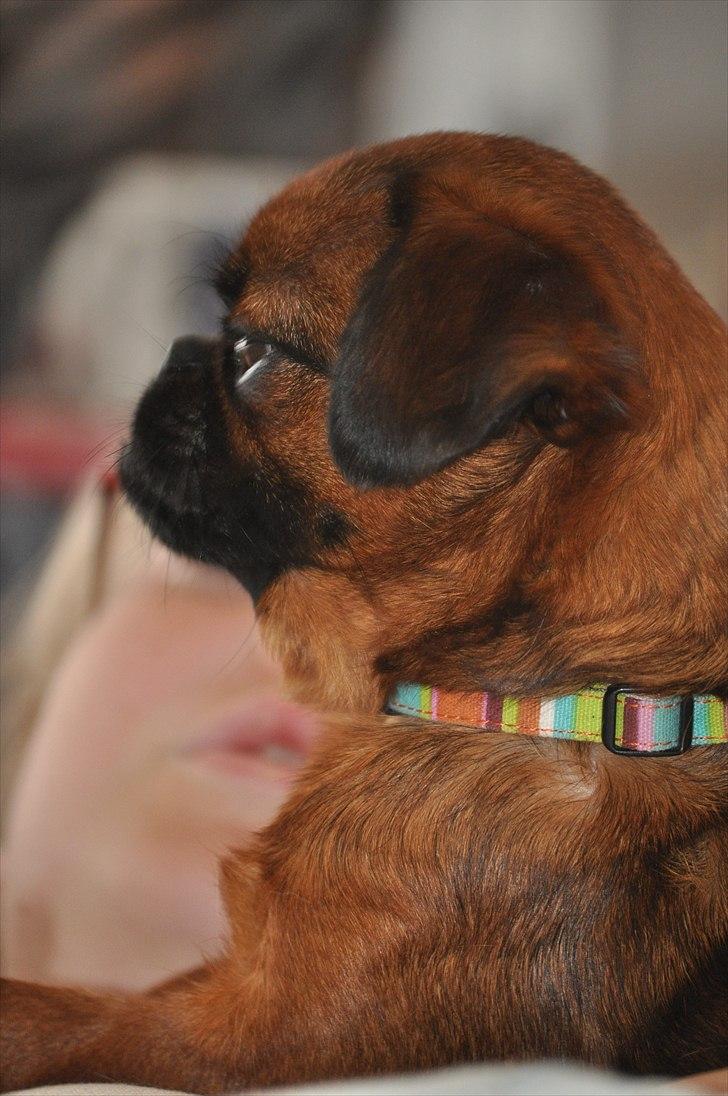 Griffon petit brabancon Chili billede 1