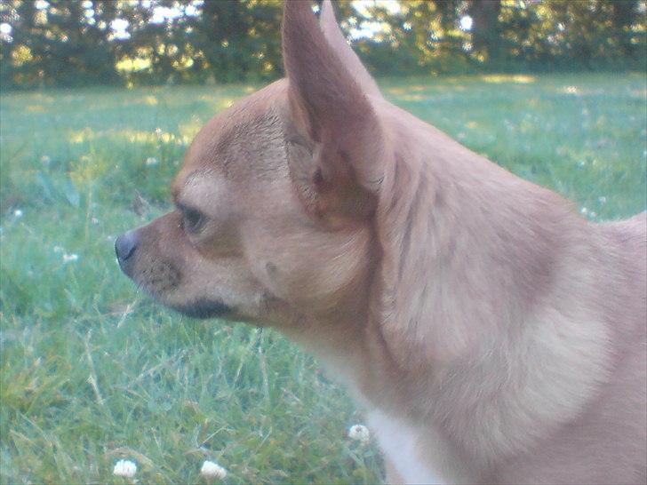 Chihuahua Casper - Skuer ud over sin have.. :-) billede 20