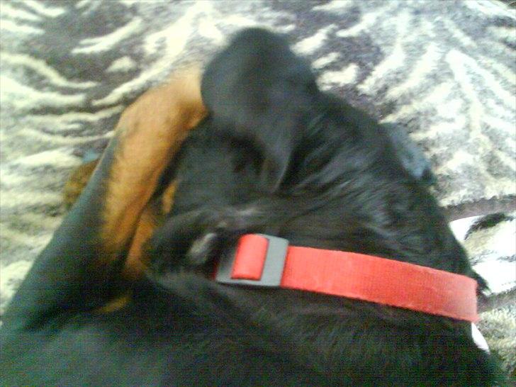 Rottweiler minnie - æv.. det er for lyst billede 2