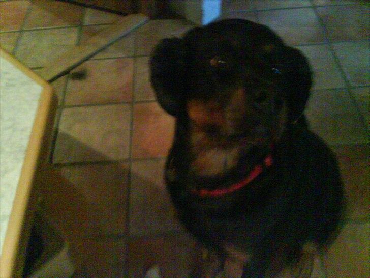 Rottweiler minnie - er ørevarmerne ikke seje ;D billede 3