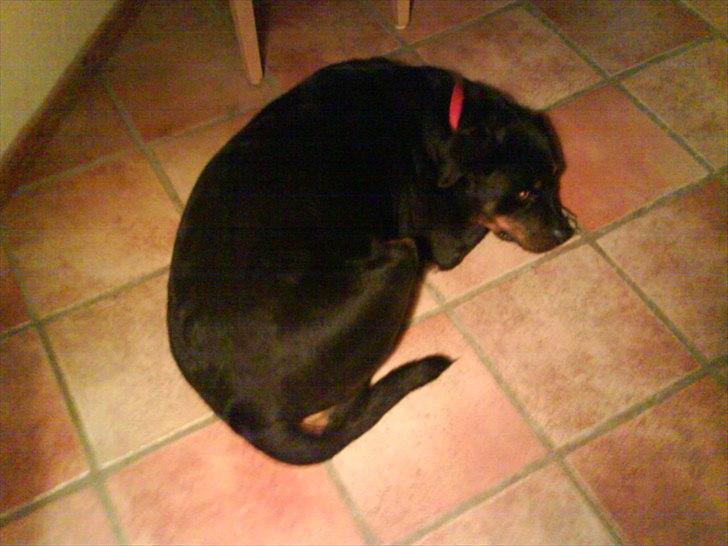 Rottweiler minnie - øv.. ingen vil lege billede 4