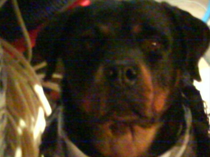 Rottweiler minnie billede 5
