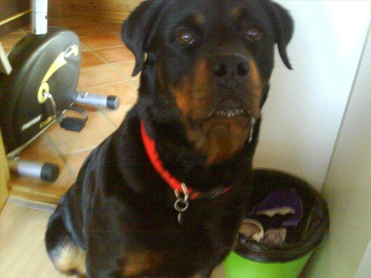 Rottweiler minnie - mad.. mad.. billede 10