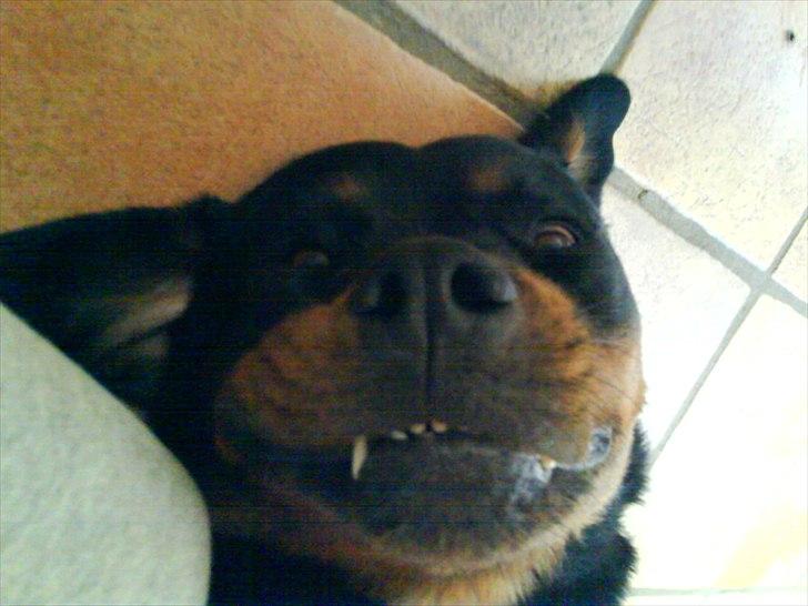 Rottweiler minnie - nice ik :) billede 7