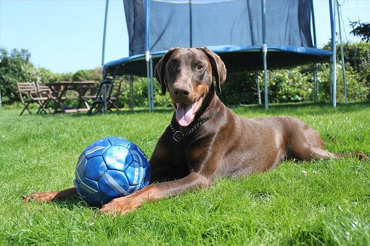 Dobermann RD Attractive Anastacia - 12 mdr billede 2