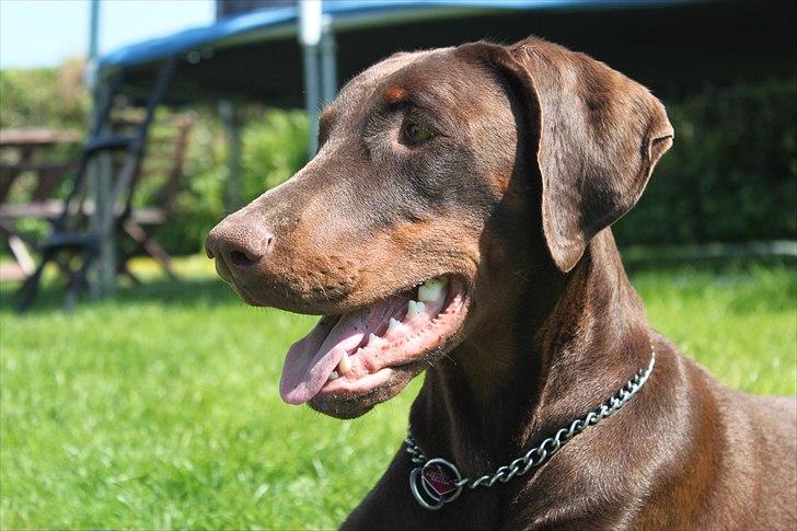 Dobermann RD Attractive Anastacia - 12 mdr billede 8