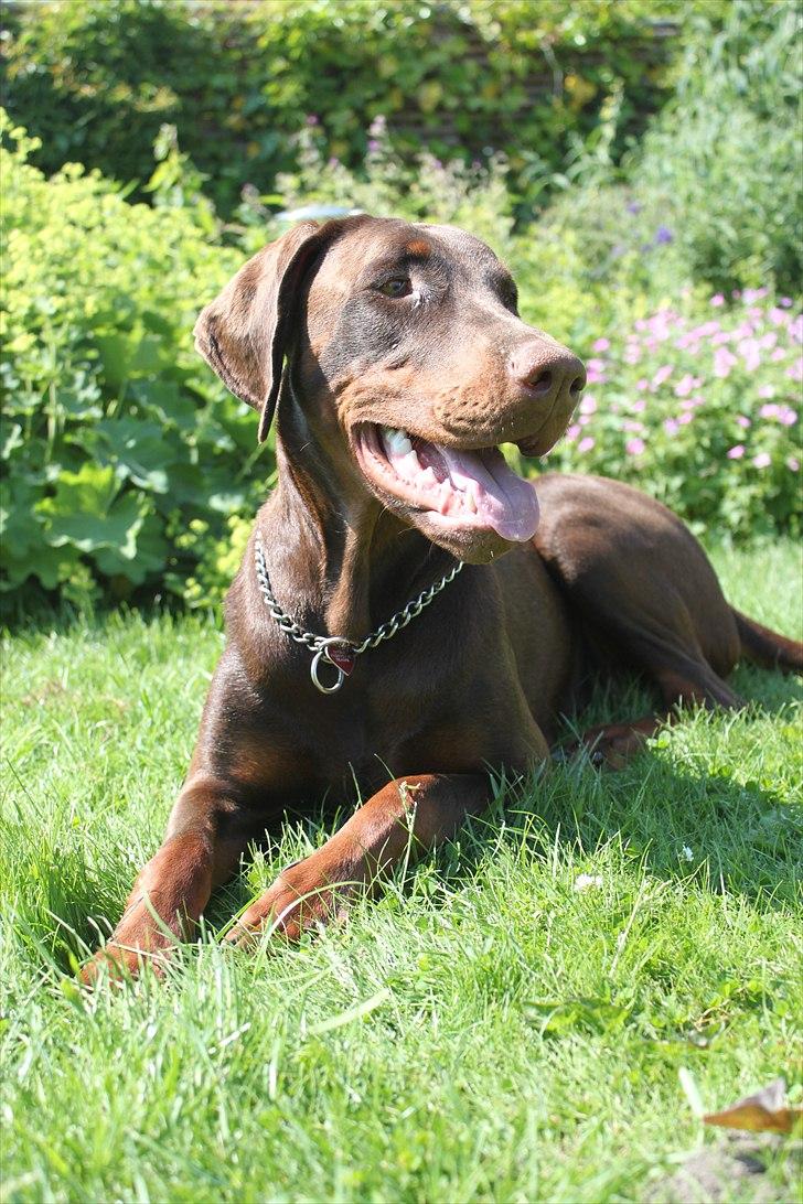 Dobermann RD Attractive Anastacia - 12 mdr billede 1
