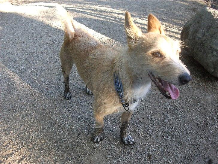 Podengo portugues medio Leopoldo - Hvad for noget mudder?? billede 12