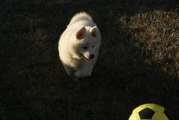 Samojedhund Samson billede 1