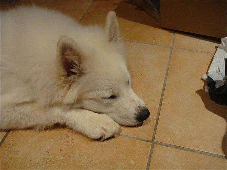 Samojedhund Samson billede 2