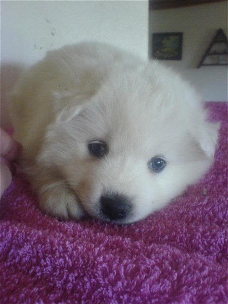 Samojedhund Samson billede 3