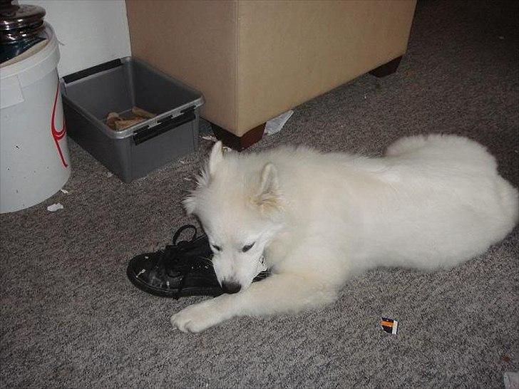 Samojedhund Samson billede 4