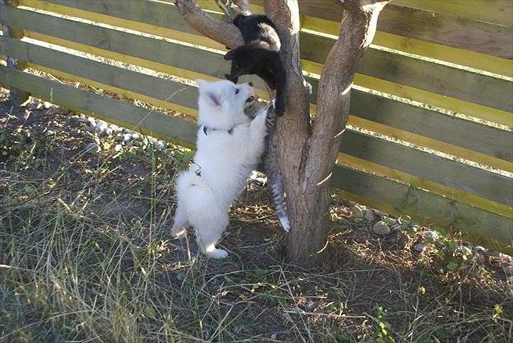 Samojedhund Samson billede 5