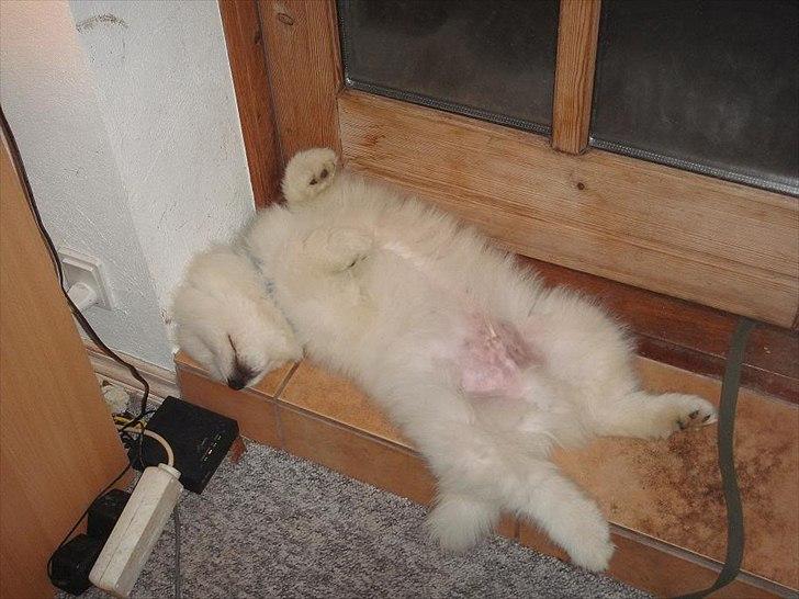 Samojedhund Joey billede 10