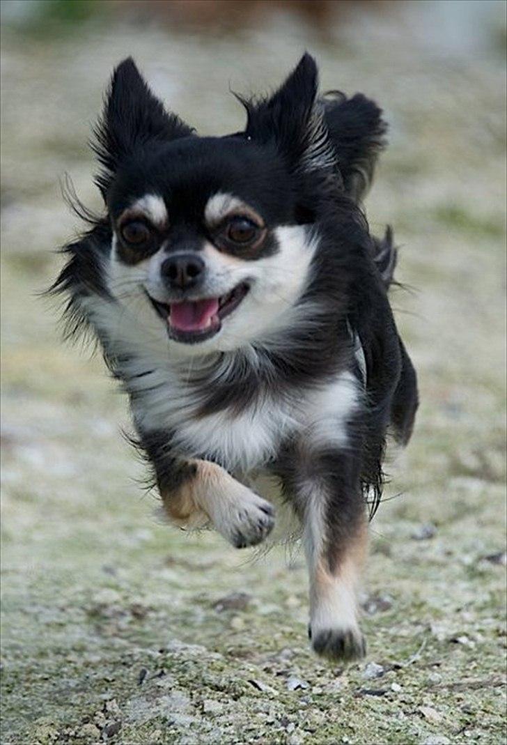 Chihuahua Mocca billede 1