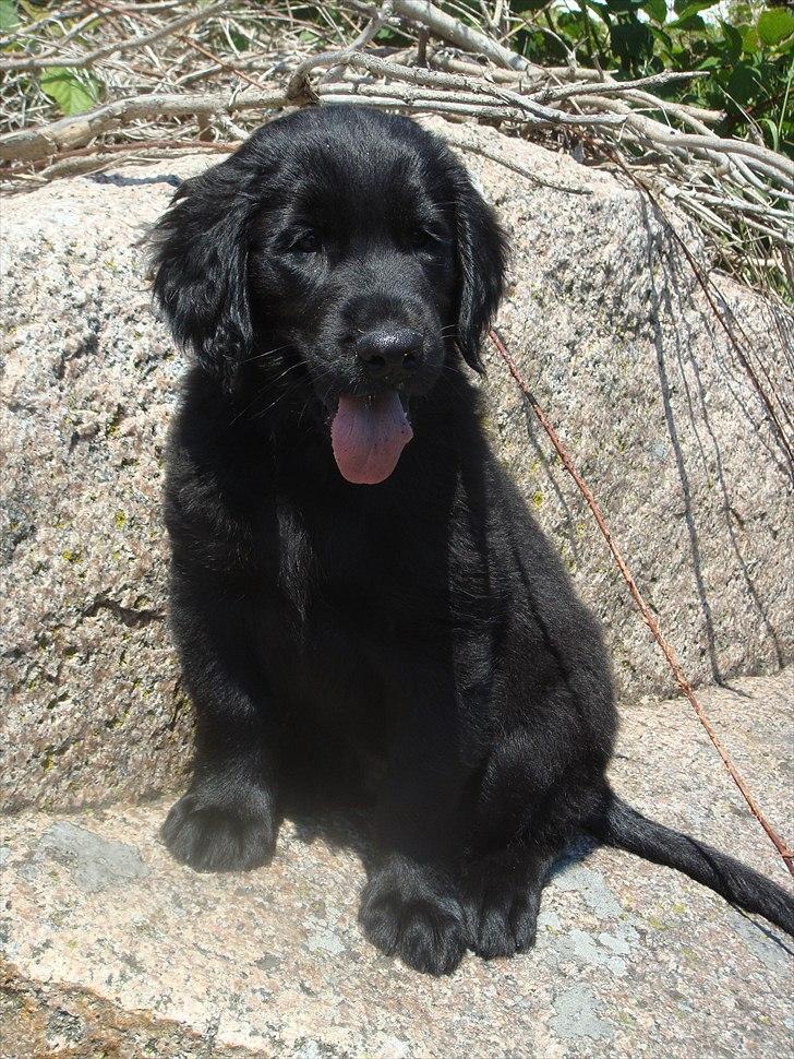 Flat coated retriever Konrad <3 - velkommen til Konrad's profil! 
håber i synes om billederne, og smid meget gerne en kommentar og en bedømmelse på vejen <3 billede 1