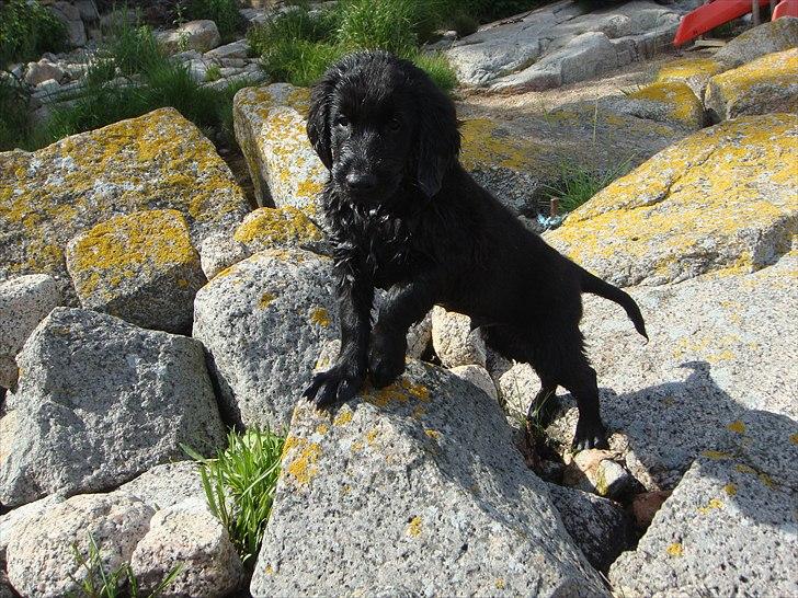 Flat coated retriever Konrad <3 billede 2