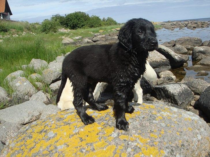 Flat coated retriever Konrad <3 billede 3