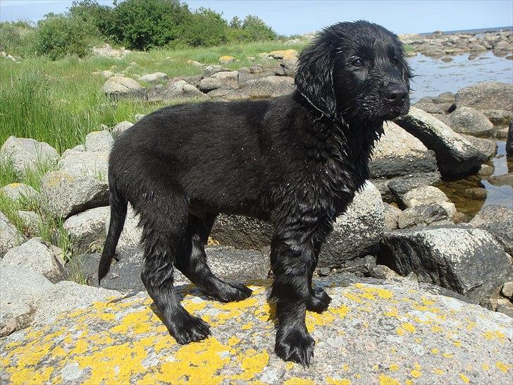 Flat coated retriever Konrad <3 billede 4