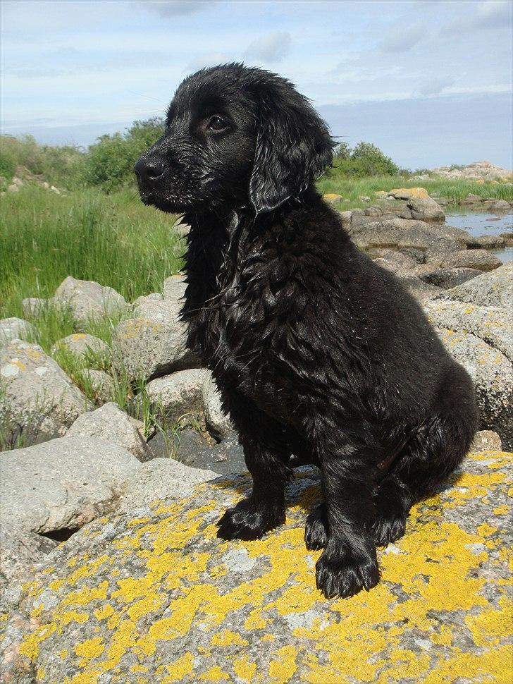 Flat coated retriever Konrad <3 billede 5