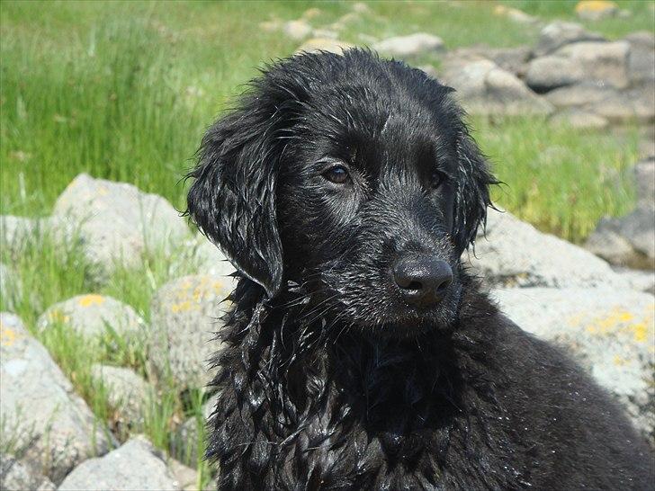 Flat coated retriever Konrad <3 billede 6