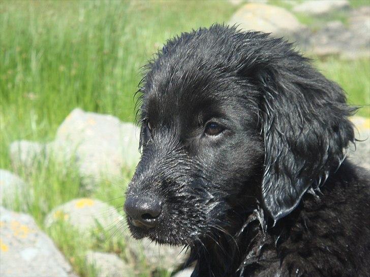 Flat coated retriever Konrad <3 billede 7