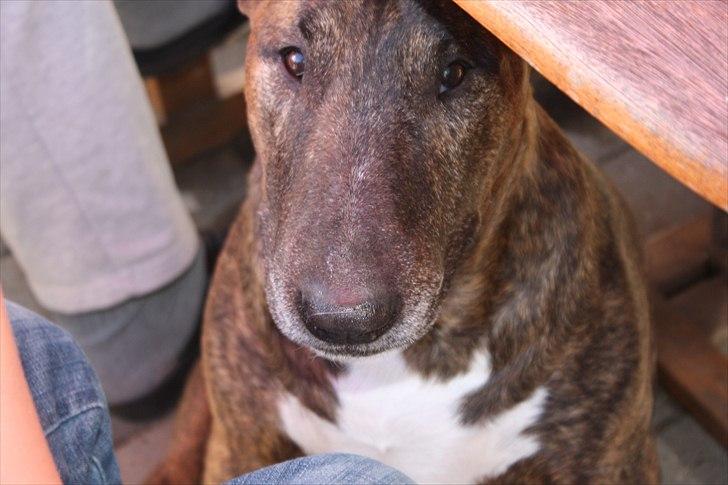 Bullterrier Buller billede 1