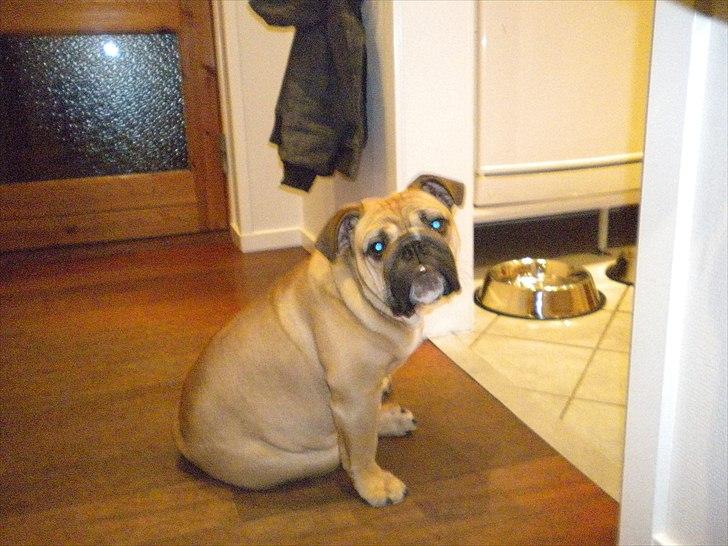 Engelsk bulldog Futte - hun sidder og kigger med de store brune øjne billede 1