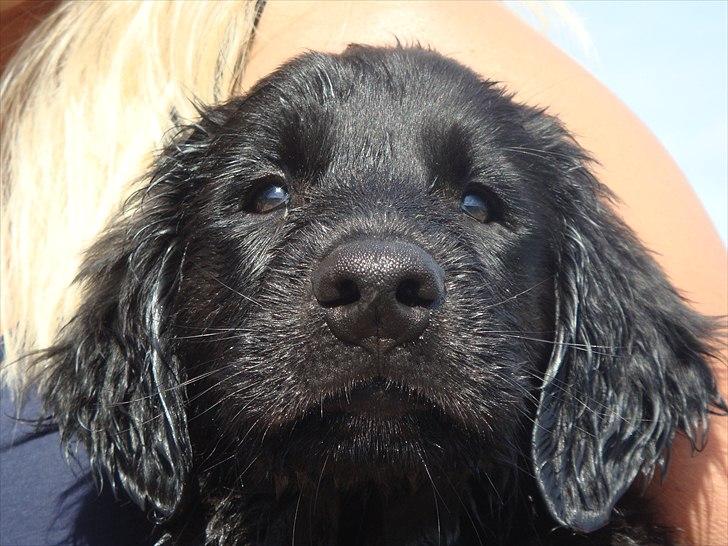 Flat coated retriever Konrad <3 billede 9