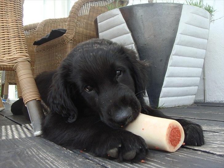 Flat coated retriever Konrad <3 - det var egentligt Loui's men han ville jo ikke have det ;) billede 10