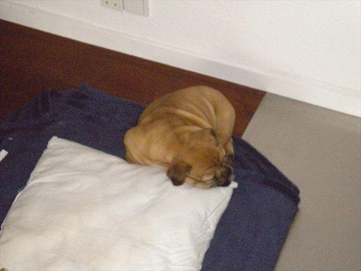 Engelsk bulldog Futte billede 2