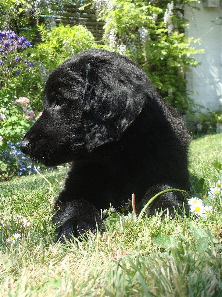 Flat coated retriever Konrad <3 billede 12
