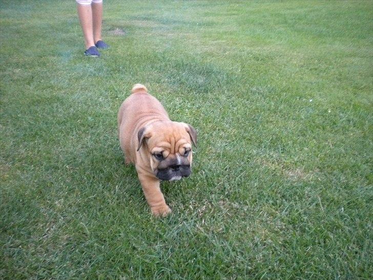 Engelsk bulldog Futte billede 3