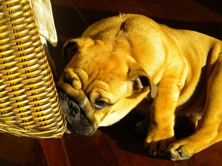 Engelsk bulldog Futte billede 4