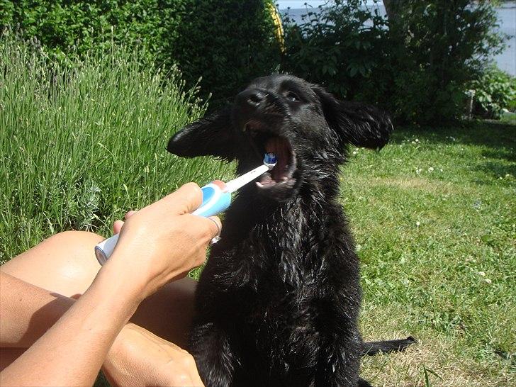 Flat coated retriever Konrad <3 - hov en tandbørste! billede 13