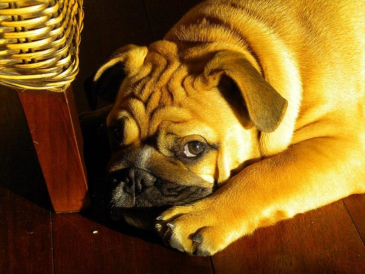 Engelsk bulldog Futte billede 5