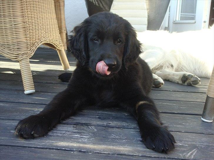 Flat coated retriever Konrad <3 - det der kamera ser lækkert ud! billede 14