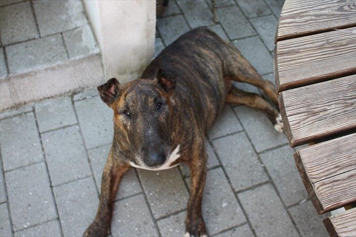 Bullterrier Buller billede 2