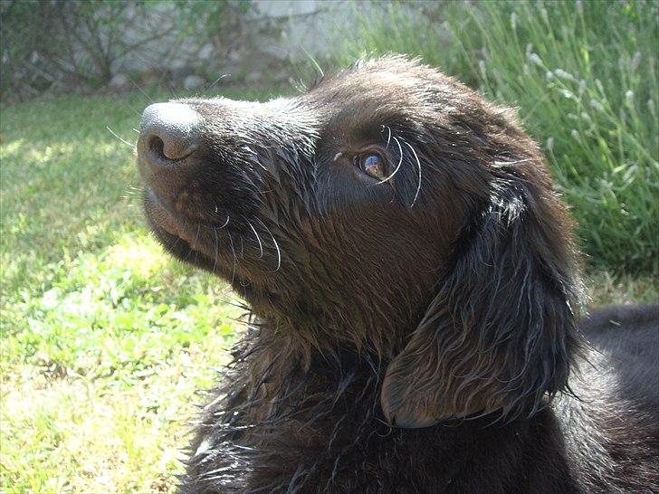 Flat coated retriever Konrad <3 billede 15