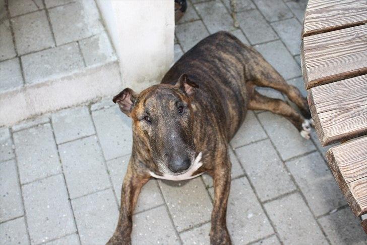 Bullterrier Buller billede 3