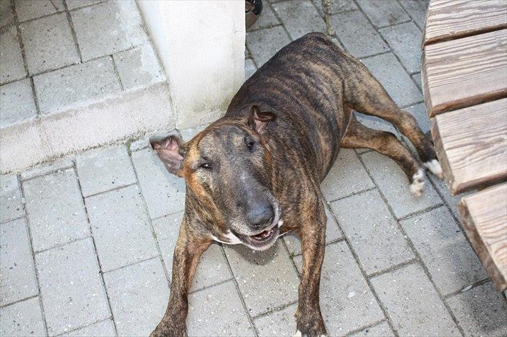 Bullterrier Buller billede 4