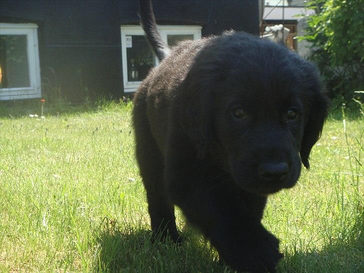 Flat coated retriever Konrad <3 - hey! hvad er det du har der?  billede 16