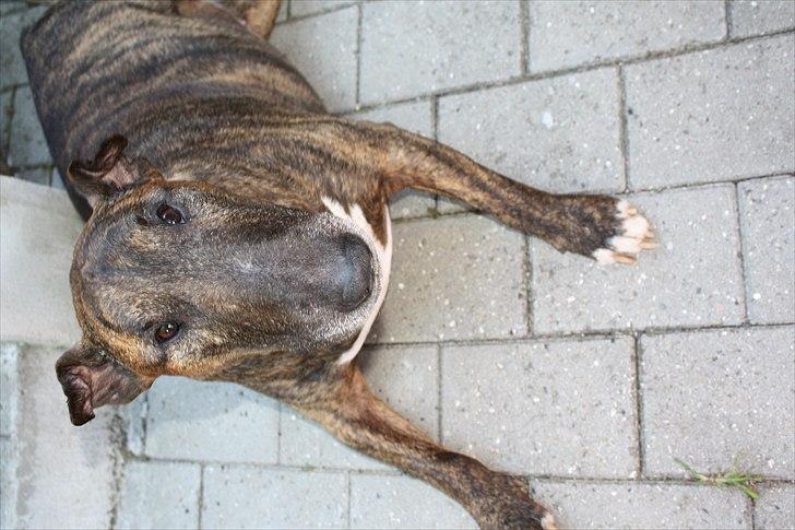 Bullterrier Buller billede 5