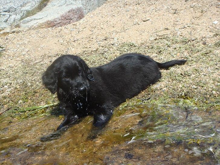Flat coated retriever Konrad <3 billede 17