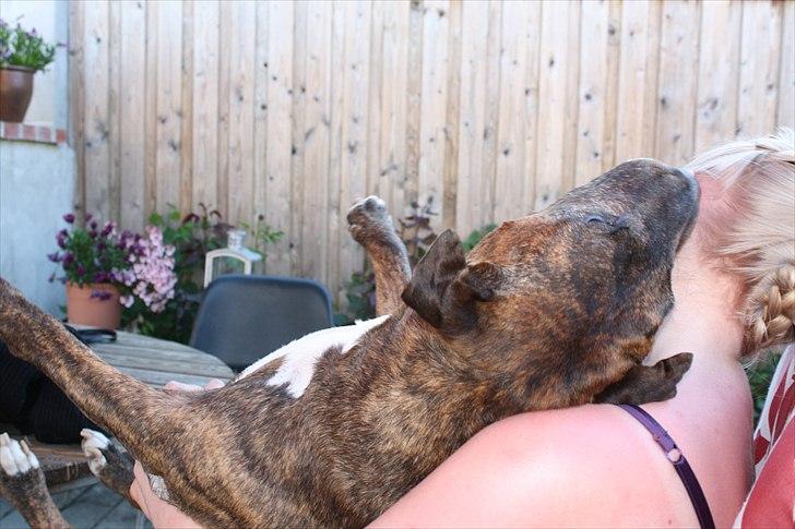 Bullterrier Buller - Ja han prøver at kysse en hehe :D billede 6