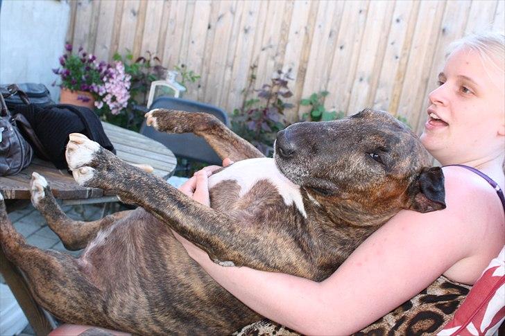 Bullterrier Buller billede 7