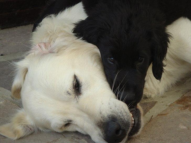 Flat coated retriever Konrad <3 - søskende kærlighed! <3 billede 20