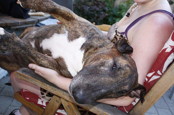 Bullterrier Buller billede 8