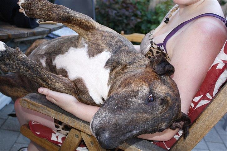 Bullterrier Buller billede 9